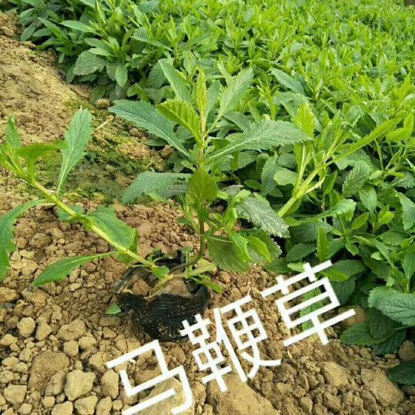 油腔滑调