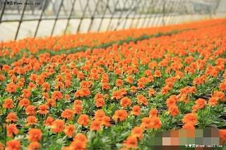 掩过饰非