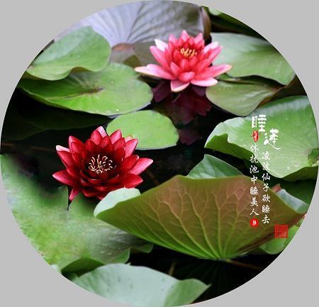 鹰犬之才