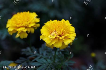 挟长挟贵