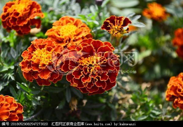 燕安鸩毒
