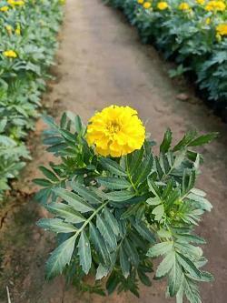 吃粮不管事