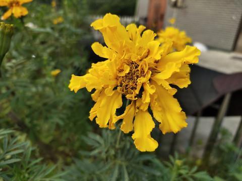 探竿影草