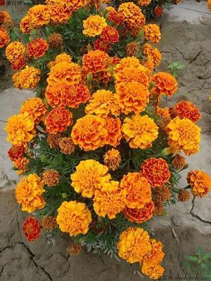 节俭躬行