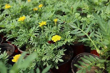 花团锦簇