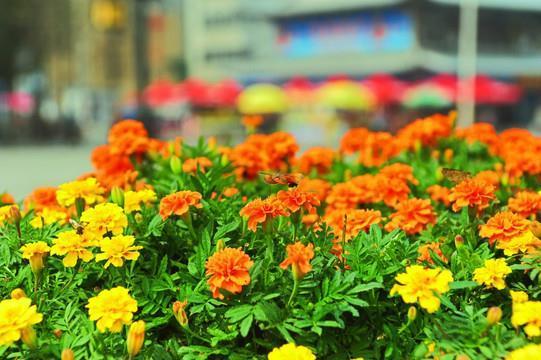 高才博学