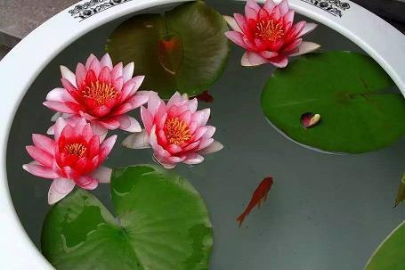 渔夺侵牟