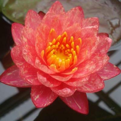 饥肠辘辘