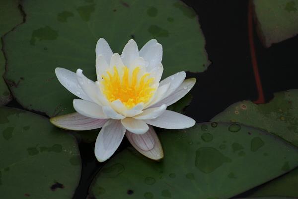 厉精为治