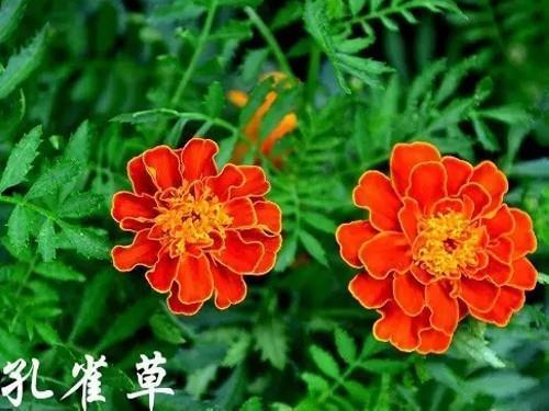 离本依末