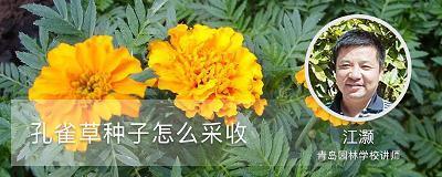 悬壶于市