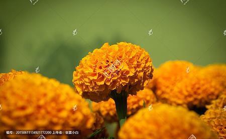 栖栖惶惶