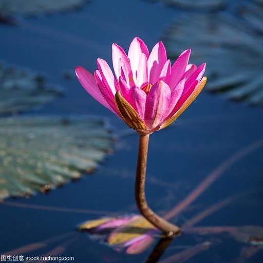 英风亮节