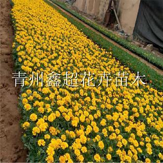 来路不明