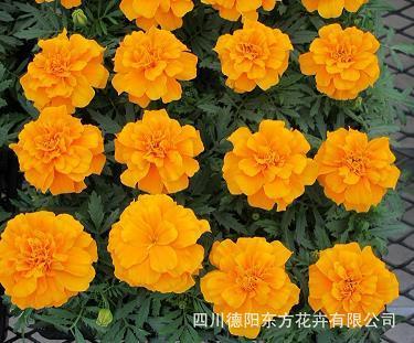 班班可考