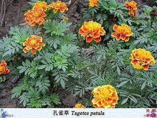 年灾月晦