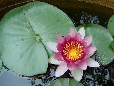 枝流叶布