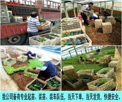 缺心少肺