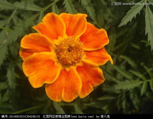 捋虎须