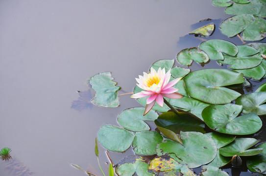 破釜焚舟