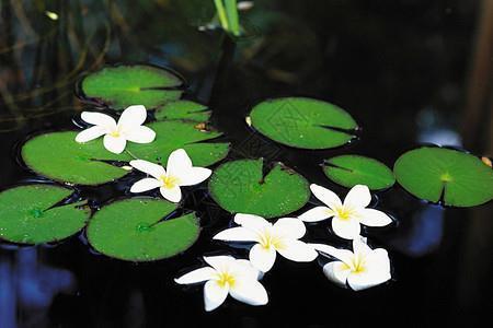 椎埋屠狗