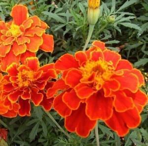水性杨花