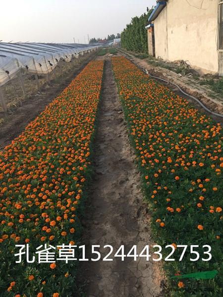 紫袍玉带