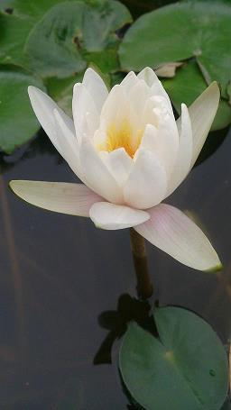 大经大法