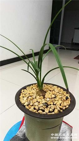 纲常扫地