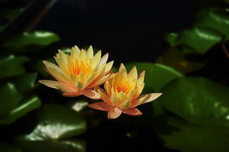 过时黄花