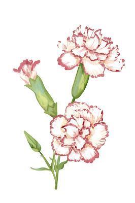 柳啼花怨