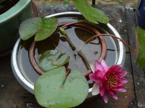 狗吠非主