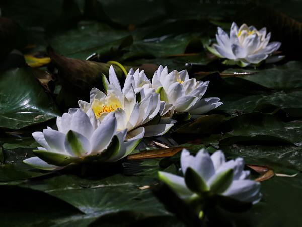 手无寸刃