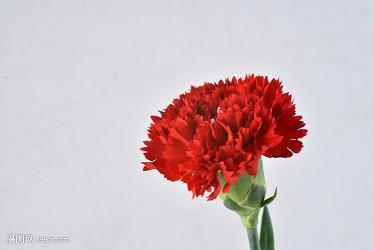 珊珊来迟