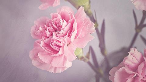 虎珀拾芥