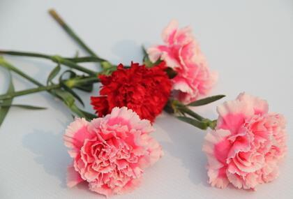 月圆花好
