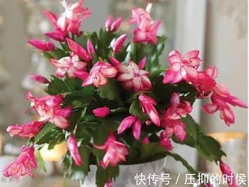 拔树搜根