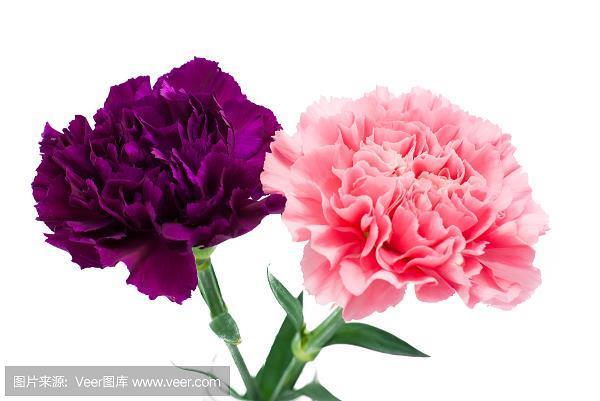 摘奸发伏
