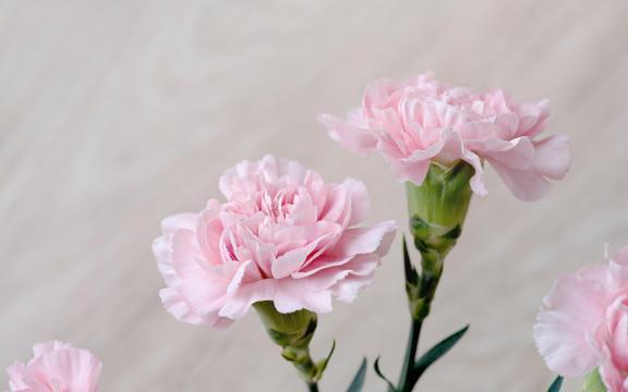 白发婆娑