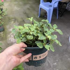 多历年稔