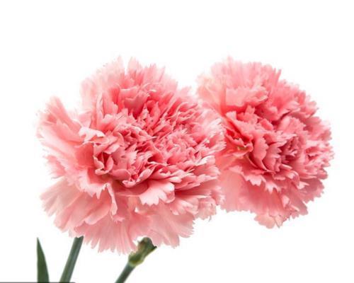 阳光明媚的句子唯美句 赏花的心情句子唯美