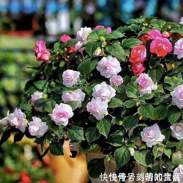 独木不成林