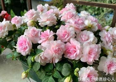 愚昧无知