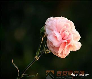 铜琶铁板