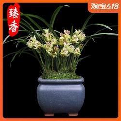 鼠穴寻羊