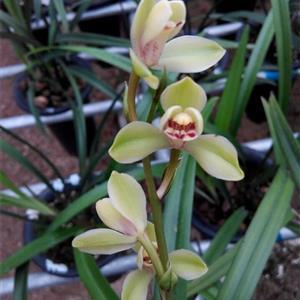 直道守节