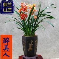 机会主义