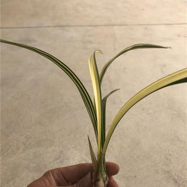 人才辈出