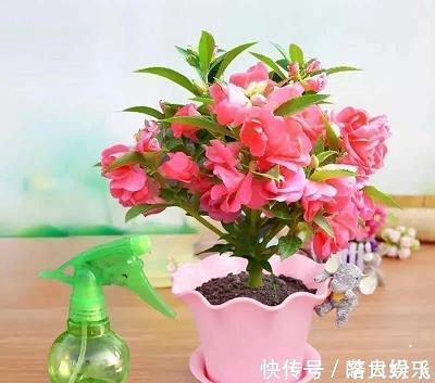 先意承志