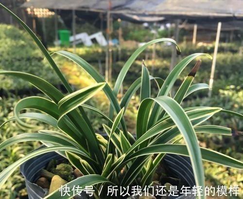 揪辫子